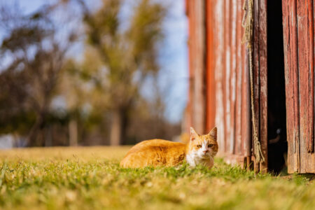 Cats Companionship On The Homestead Image